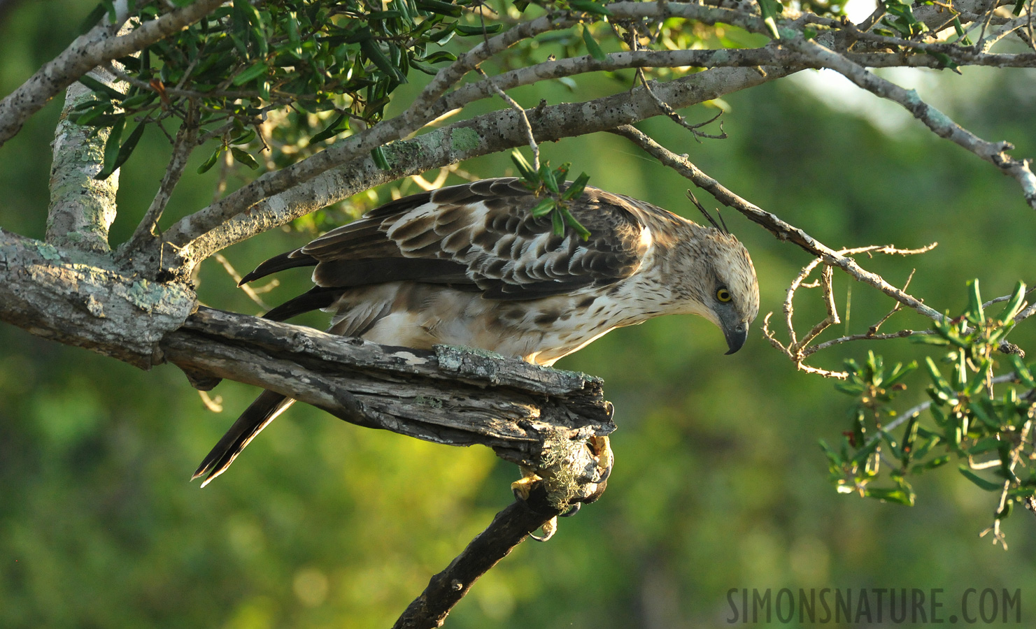 Nisaetus cirrhatus ceylanensis [550 mm, 1/800 sec at f / 8.0, ISO 4000]